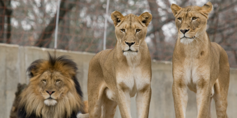 Lion make-up for kids. The coolest