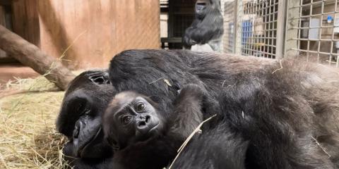 Western lowland gorilla mother Calaya embraces her daughter Zahra. Father Baraka looks at them in the background. 