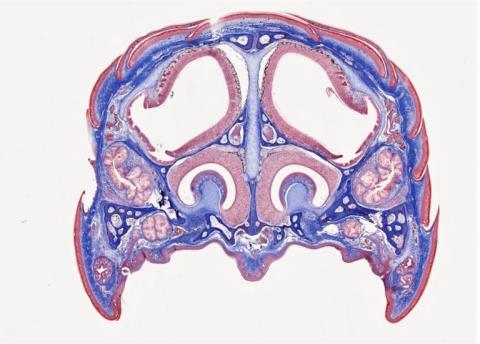 Image of a scan of a glass lizards head.