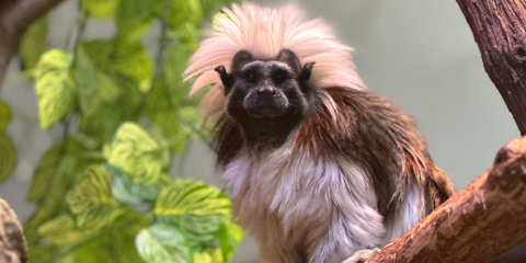 A cotton-top tamarin perches on a tree branch. 