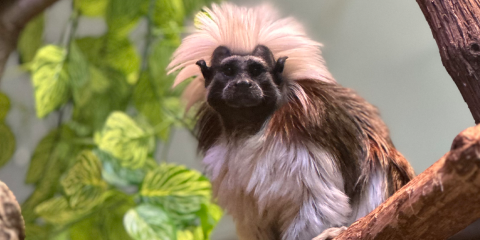 Allen's swamp monkey  Smithsonian's National Zoo and Conservation