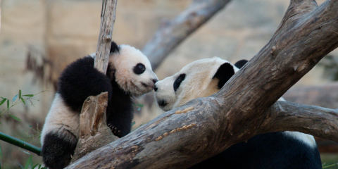 Tai Shan explores his yard for the first time with mother Mei Xiang.