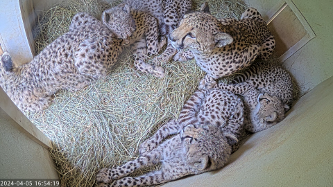 Den cam view of a mother cheetah and her five cubs looking outside of their den. 