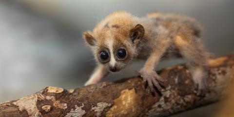 A one-month-old pygmy slow loris baby crawls along a branch in the Small Mammal House.
