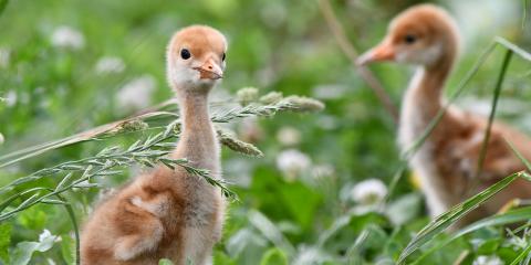 Two red-crowned crane chicks among a field of grasses and clovers.