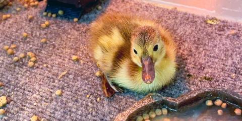 American wigeon duckling 