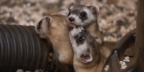 Three juvenile ferrets pile up near one of the plastic tubes in their enclosure.