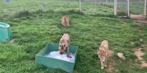 Cheetahs investigate a bucket filled with ice.