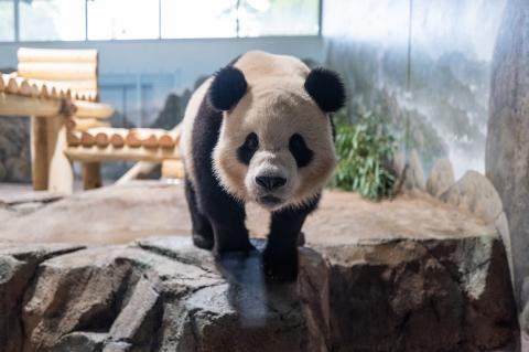 Giant panda Bao Li in his habitat at Smithsonian's National Zoo and Conservation Biology Institute