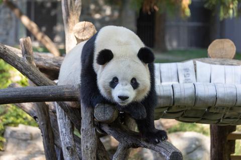 A playful panda flops over a wooden climbing structure, with half of his body hanging on each side.