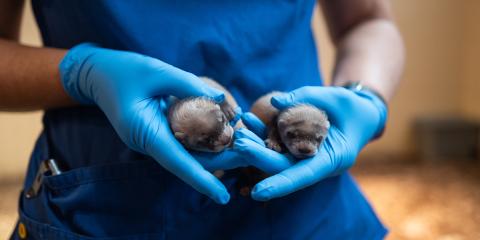 A gloved animal care staffer holds two baby black-footed ferrets