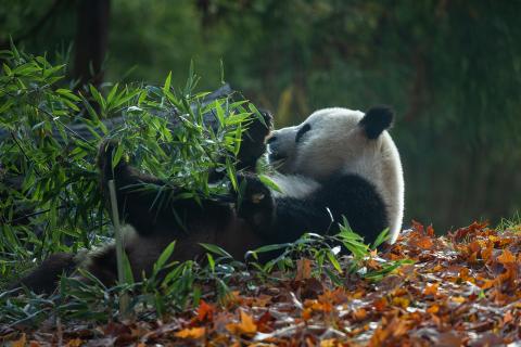 A panda leans back and munches on bamboo on a carpet of orange-hued leaves.