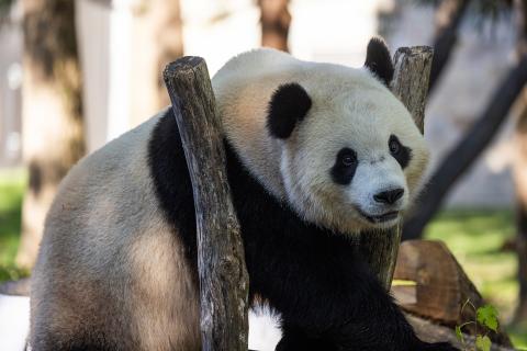 Bao Li hangs out in a tree.