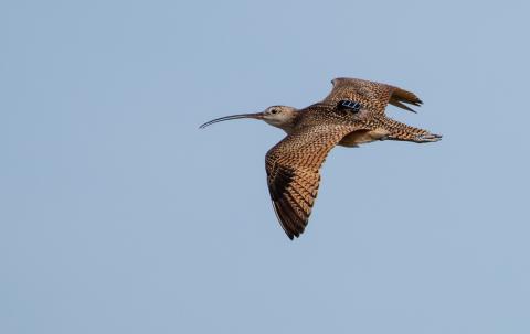 Photo of a long-billed curlew in flight. The medium sized brown bird carries a small tracking tag on its back.