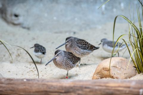 Two dunlins standing on one leg in the zoo exhibit.