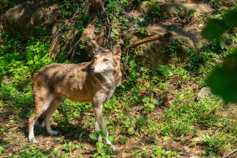 A red wolf in a shady forest zoo habitat.