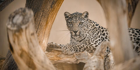 The Smithsonian’s National Zoo and Conservation Biology Institute and the Royal Commission for AlUla announced an agreement May 13 involving the international conservation and loan of critically endangered Arabian leopards from Saudi Arabia. Royal Commission for AlUla  