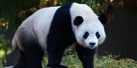 Giant panda Bao Li explores his outdoor habitat at the David M. Rubenstein Family Giant Panda Habitat. Credit: Roshan Patel/Smithsonian