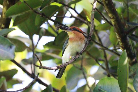 A cinnamon and cobalt-colored bird eats an insect in the forest canopy.