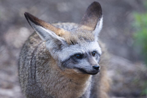 Closeup of a bat-eared fox