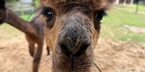 Closeup of alpaca Coffee Cup's snout