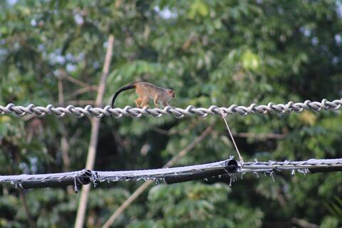 Photo of a monkey climbing across a man-made canopy bridge in the Amazon rainforest.