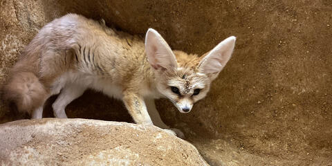 Fennec fox Barkley is perched atop a rocky outcropping in his habitat at the Small Mammal House. Photo credit: Mimi Nowlin/Smithsonian