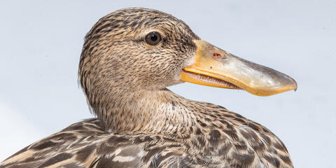 An adult female northern shoveler. Credit: Roshan Patel/Smithsonian