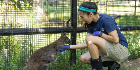 Small Mammal House keeper Chelia Chong conducts a training session with a Bennett's wallaby. Credit: Roshan Patel/Smithsonian