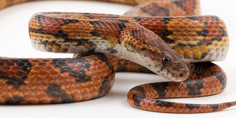 Side view of the head and body of a corn snake