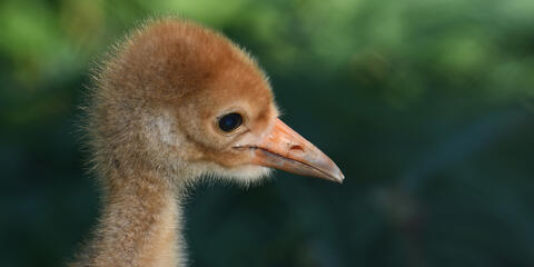 Whooping crane chick at the Smithsonian Conservation Biology Institute. Credit: Chris Crowe/Smithsonian.