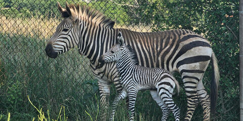A mother and baby zebra standing in front of a fence in a grassy field.