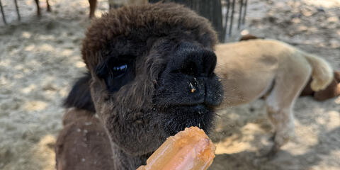 Brown alpaca messily eating a frozen orange popsicle