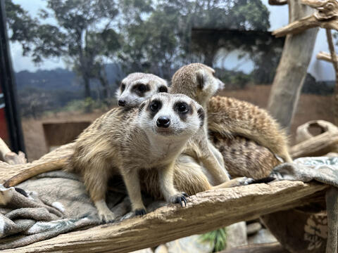 A group of several meerkats jumbled up in a pile inside their habitat space.