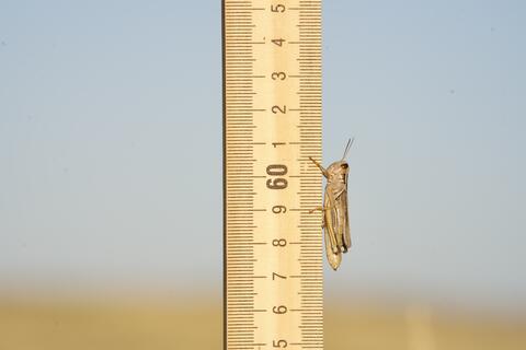Photo of a grasshopper perched on the side of a measuring stick