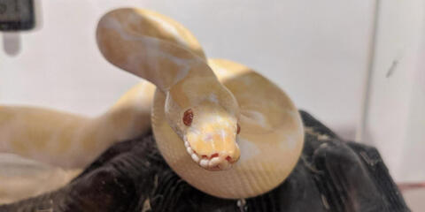 Cream-colored ball python in a glass-windowed habitat