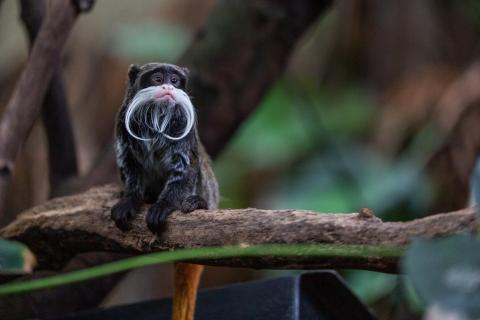An emperor tamarin, a small monkey with a long white mustache, sitting on a branch. 