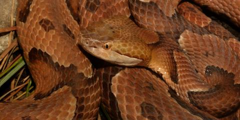 A copper colored snake with dark bands along its body, called a northern copperhead