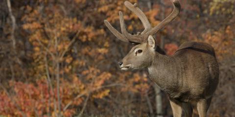 180 Class Mule Deer: Majestic Giants of the Wild