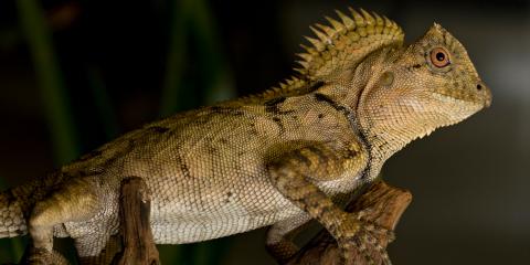A chameleon forest dragon with mottled brown skin and a spiked crest at the base of its neck.