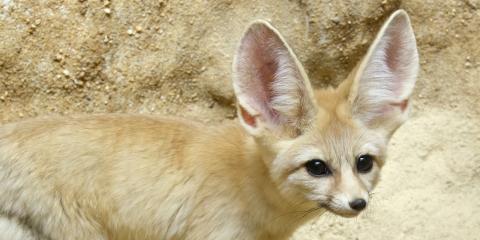 A canid (called a fennec fox) with thick, desert sand-colored fur, a bushy tail and big ears