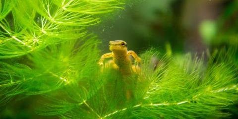 A small, yellow eastern newt swims through the water near a leafy, green frond