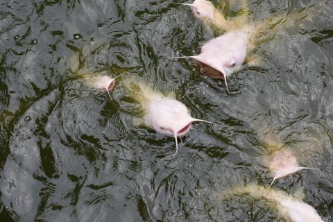Pale-colored fish with pronounced whiskers and open mouths swimming at the water's surface