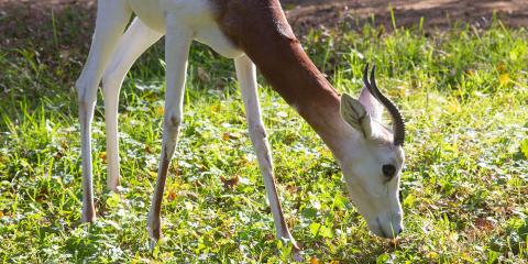 A dama gazelle with short, curled horns and long legs grazes on grass in the sun