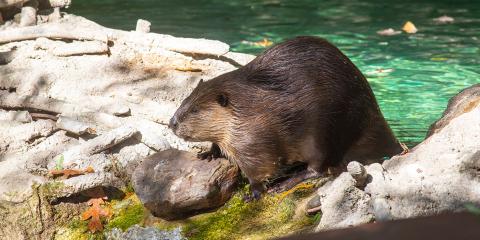 A beaver with thick, wet fur, long claws and whiskers stands in shallow water and rocks