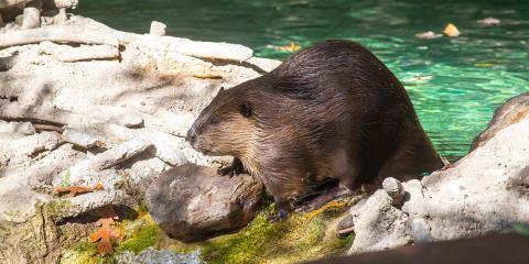 beaver beavers american facts animals international mud canadensis castor zoo celebrate rocks fur branches reeds caulked saplings dams together thick