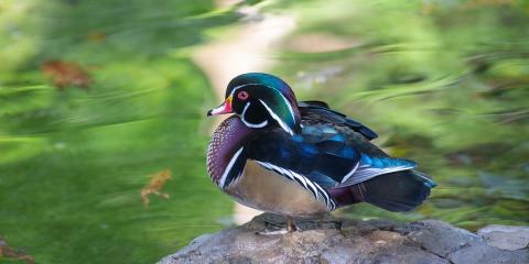 A multicolored wood duck with red eyes and webbed feet stands on a rock