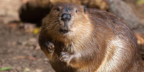 A beaver with thick, wet fur, long claws and whiskers stands on its hind legs