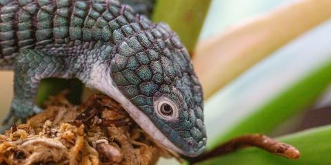 A small lizard, called an alligator lizard, with thick blue-green scales, a white chin and short arms climbs on a green plant