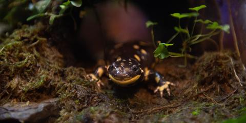 A small salamander, called a barred tiger salamander, with smooth, dark, yellow-spotted skin spotted. The salamander stands on a wet, mossy rock.